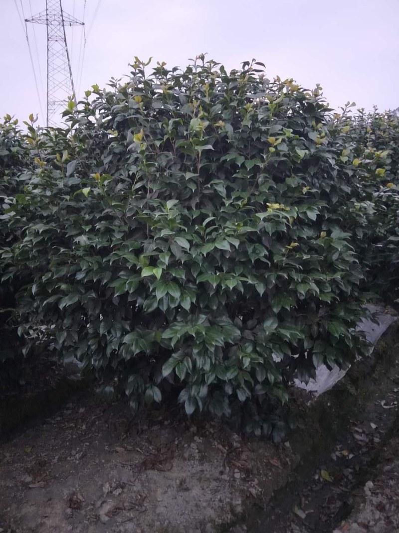 茶花笼子低分枝高100-200公分