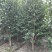 茶花笼子低分枝高100-200公分