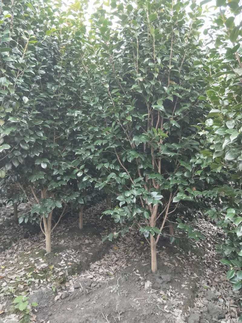 茶花笼子低分枝高100-200公分