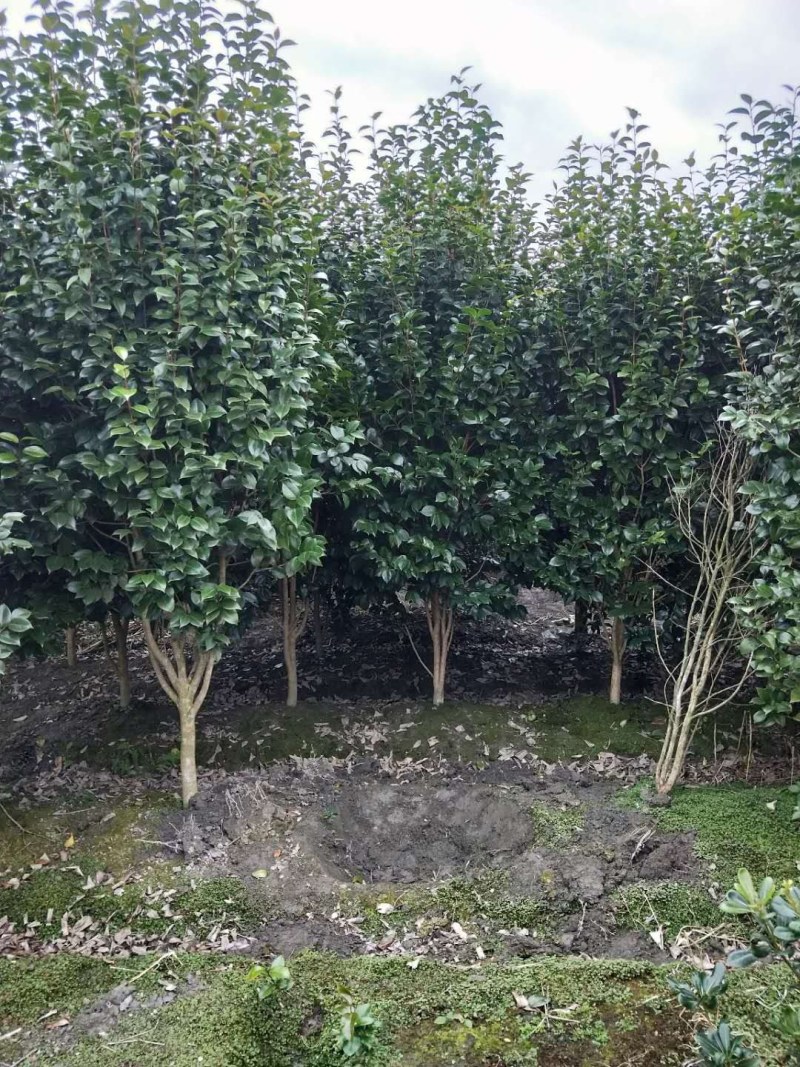 茶花笼子低分枝高100-200公分
