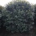 茶花笼子低分枝高100-200公分