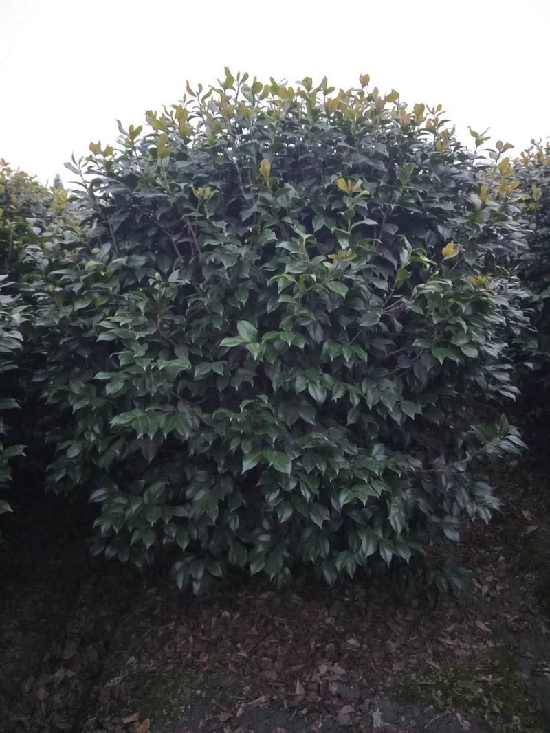茶花笼子低分枝高100-200公分