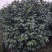 茶花笼子低分枝高100-200公分