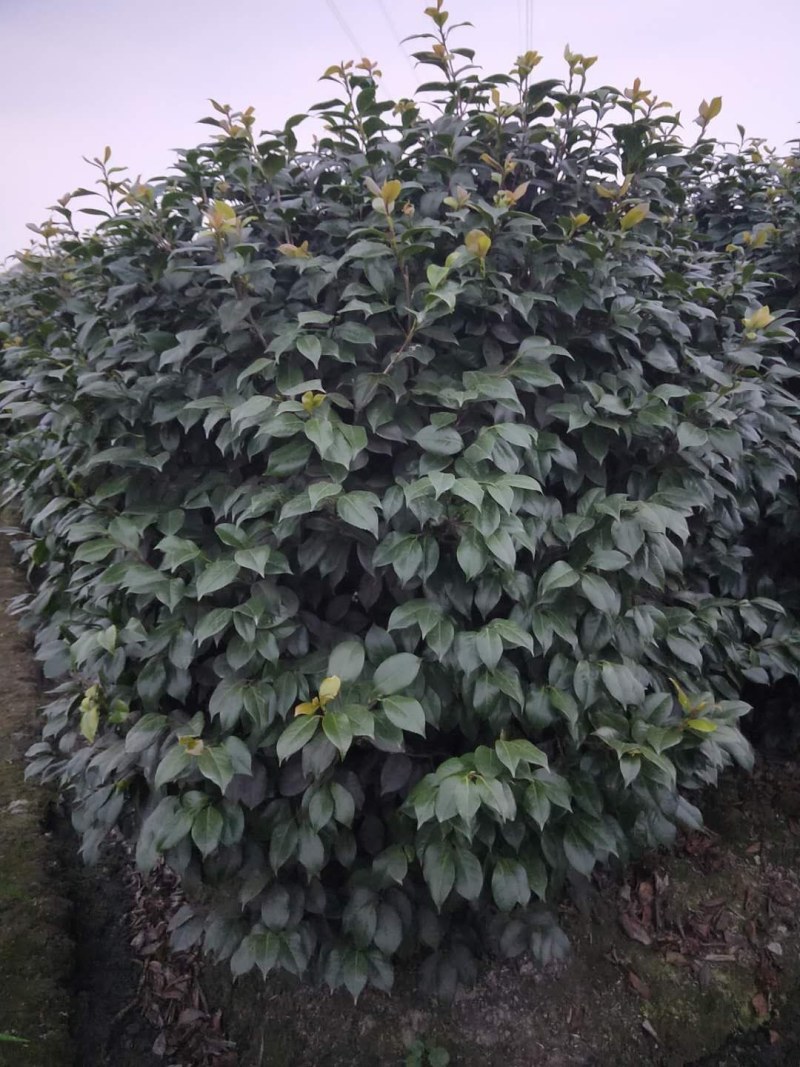 茶花笼子低分枝高100-200公分