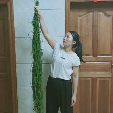 野生中药材马尾千金草千斤草马尾青青草飞龙伸筋草100g