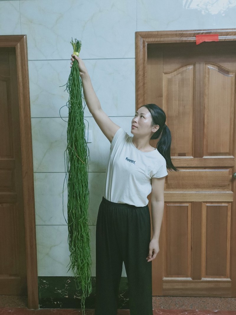 野生中药材马尾千金草千斤草马尾青青草飞龙伸筋草100g