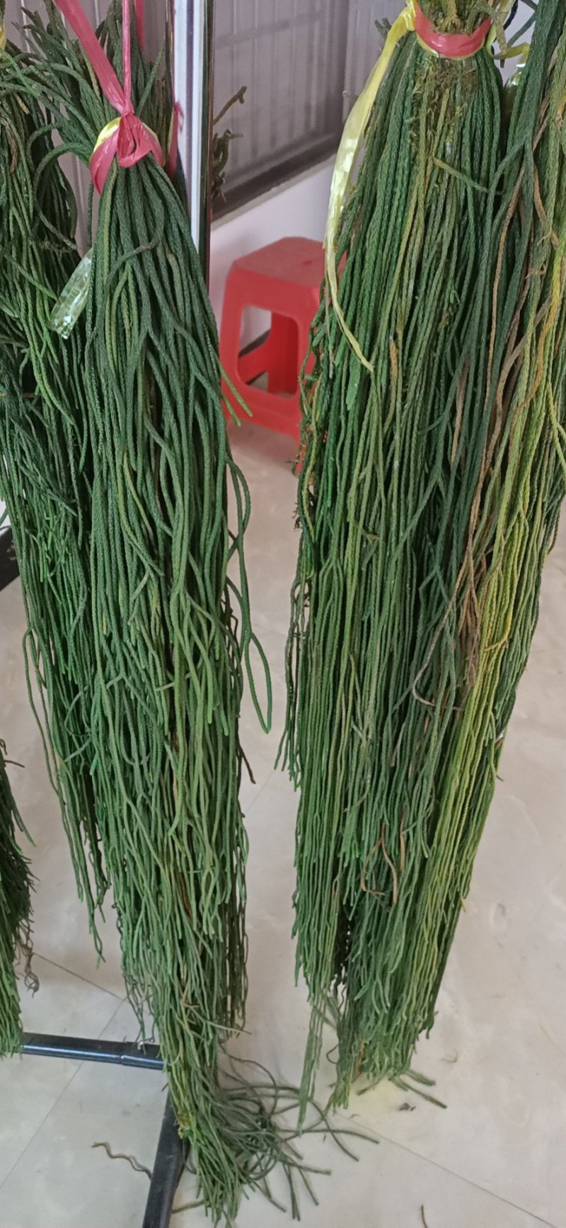 野生中药材马尾千金草千斤草马尾青青草飞龙伸筋草100g