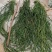 野生中药材马尾千金草千斤草马尾青青草飞龙伸筋草100g