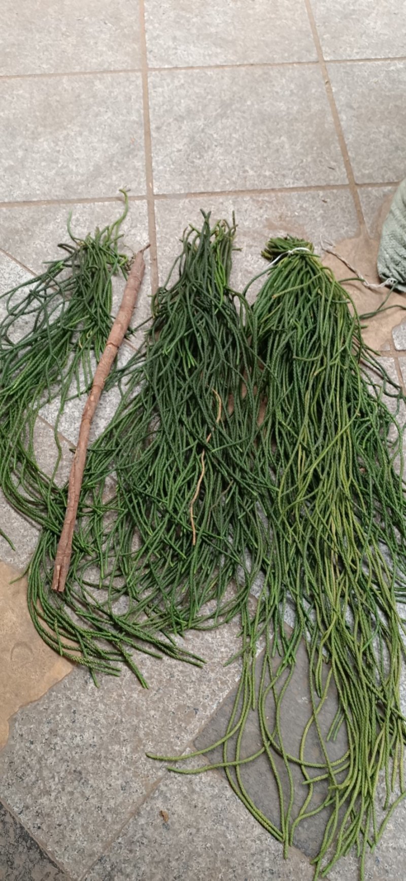 野生中药材马尾千金草千斤草马尾青青草飞龙伸筋草100g
