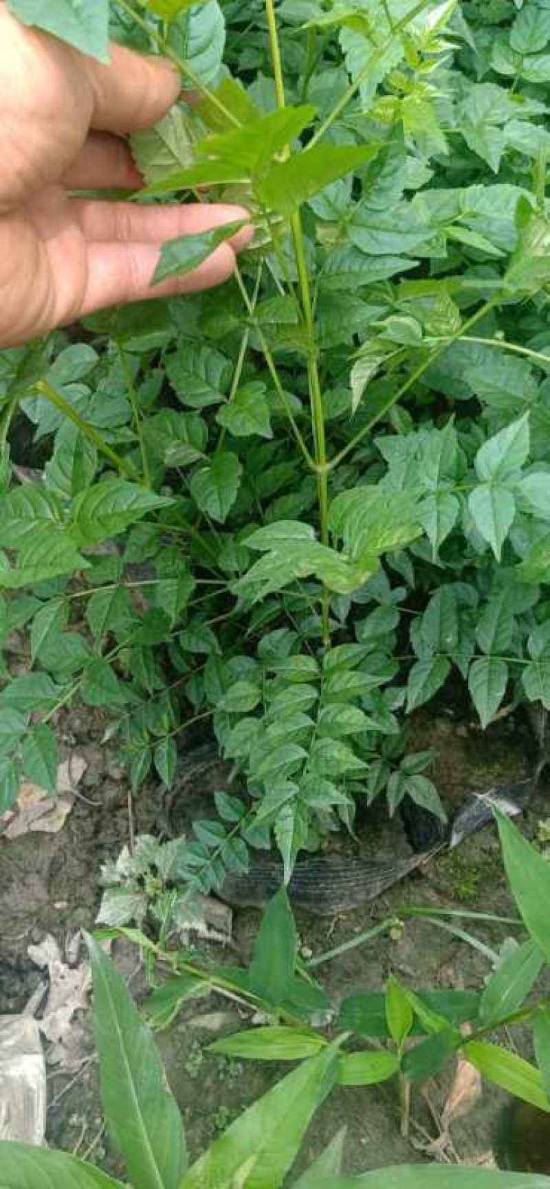 自家苗圃供应凌霄花50公分-200公分