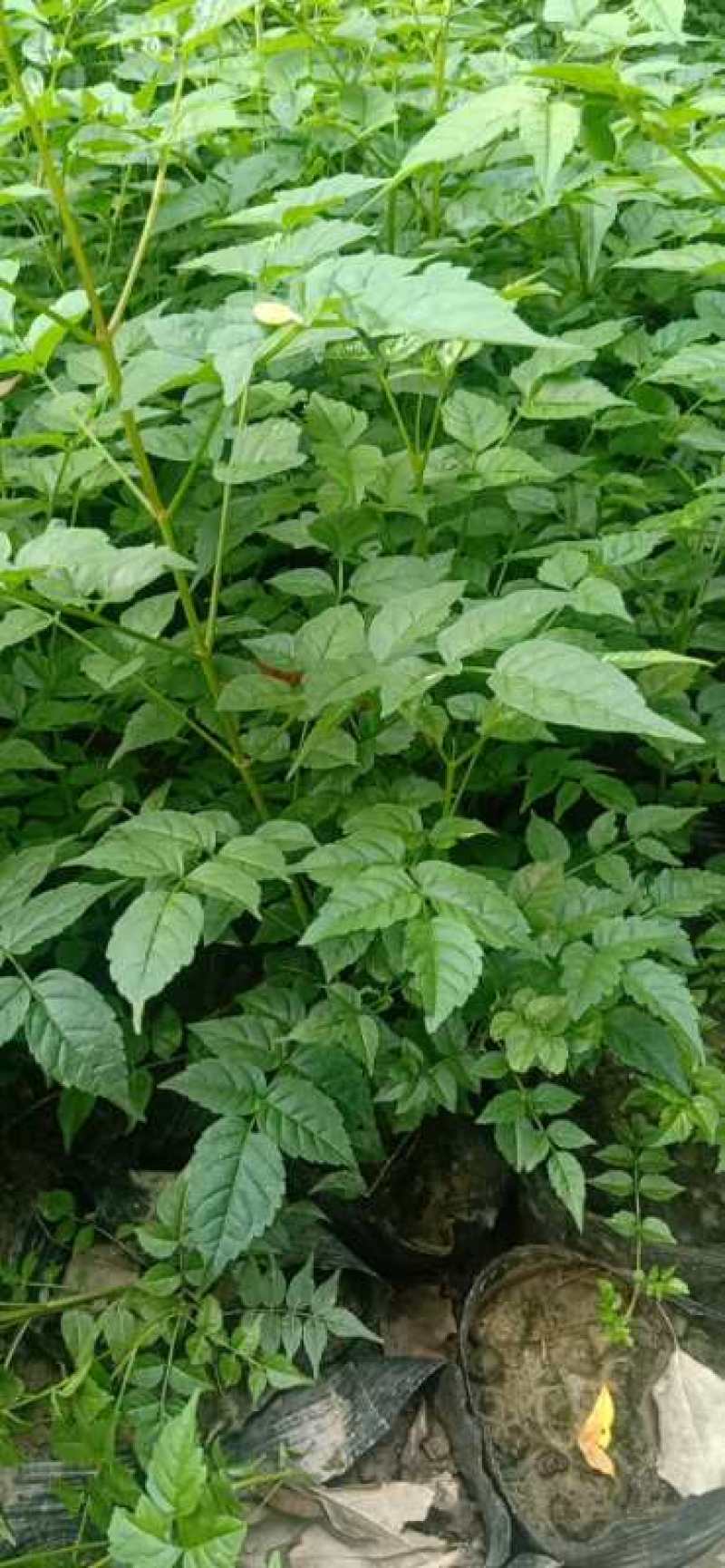 自家苗圃供应凌霄花50公分-200公分