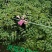 自家苗圃供应凌霄花50公分-200公分