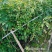 自家苗圃供应凌霄花50公分-200公分