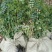 自家苗圃供应凌霄花50公分-200公分