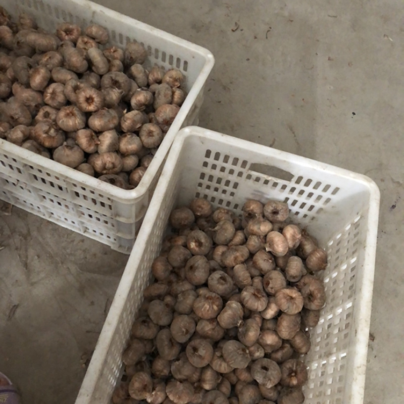 特级藏红花种球20克-35克，提供技术支持，量大价优！
