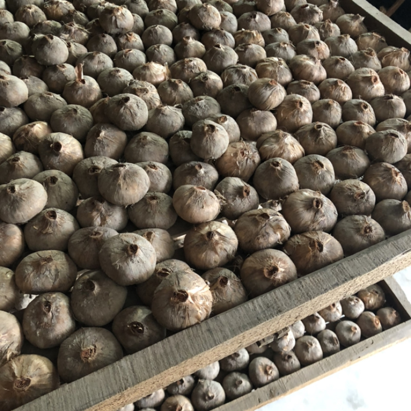 特级藏红花种球20克-35克，提供技术支持，量大价优！