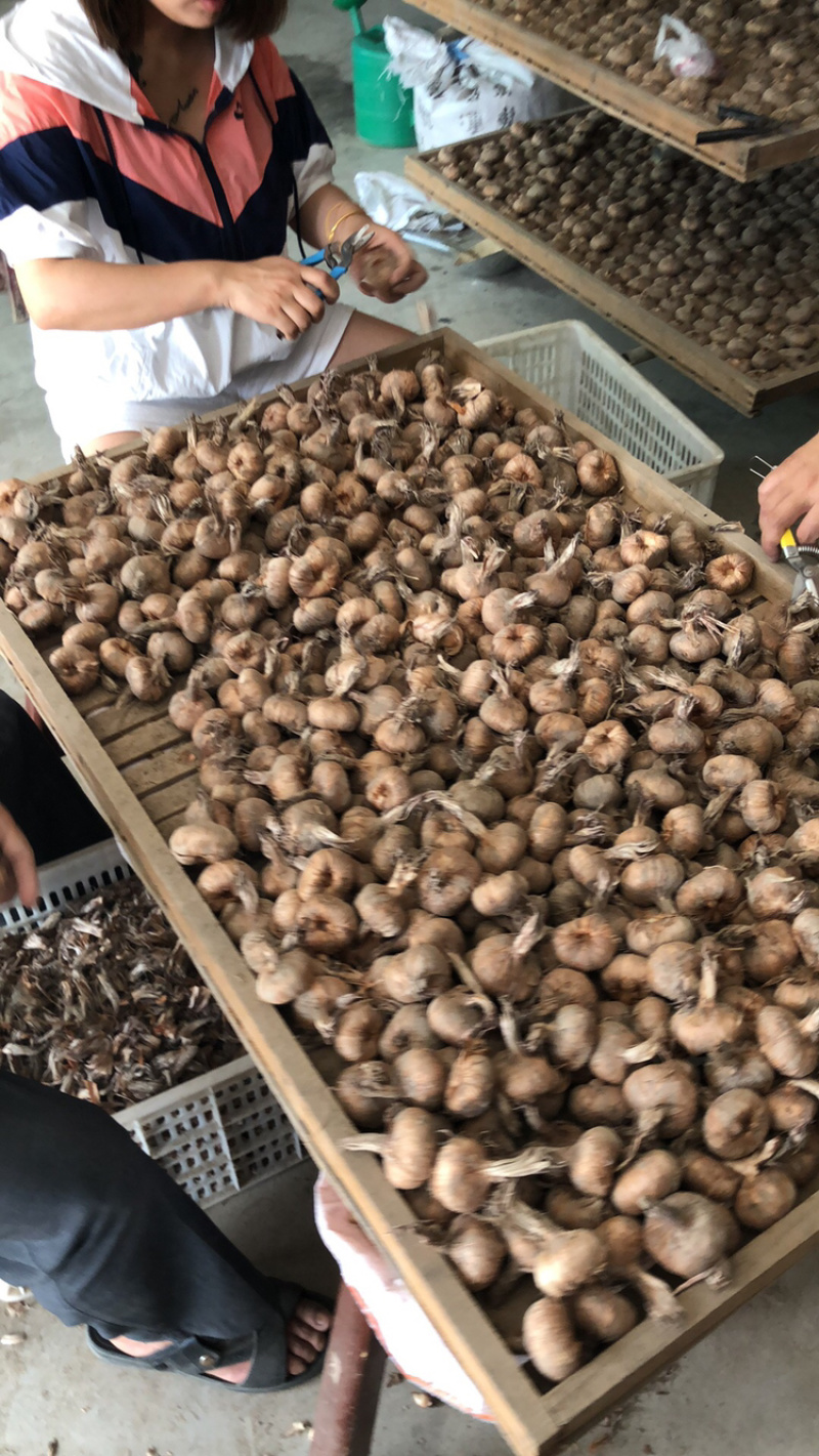 特级藏红花种球20克-35克，提供技术支持，量大价优！