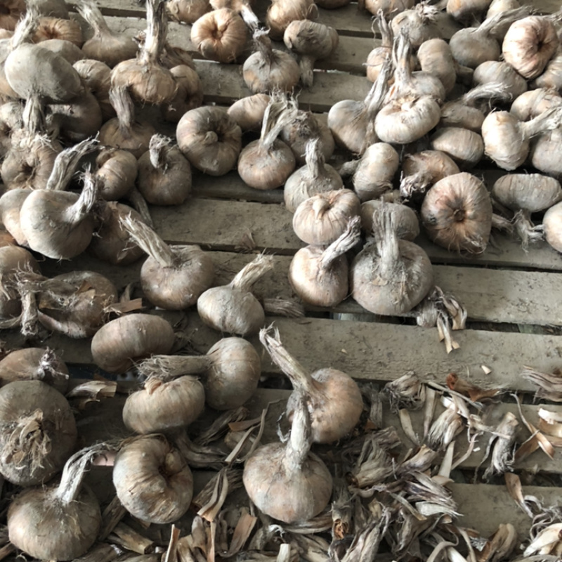 特级藏红花种球20克-35克，提供技术支持，量大价优！