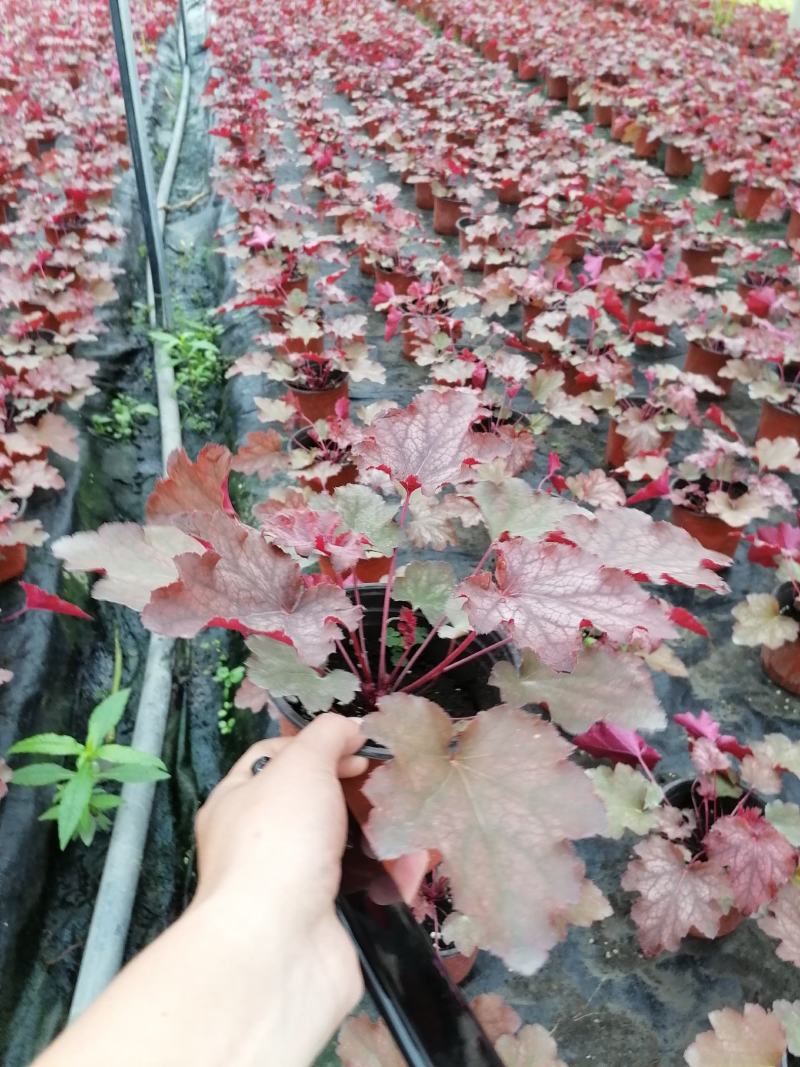 批量供应矾根，杯苗矾根，苗型好，货源充足