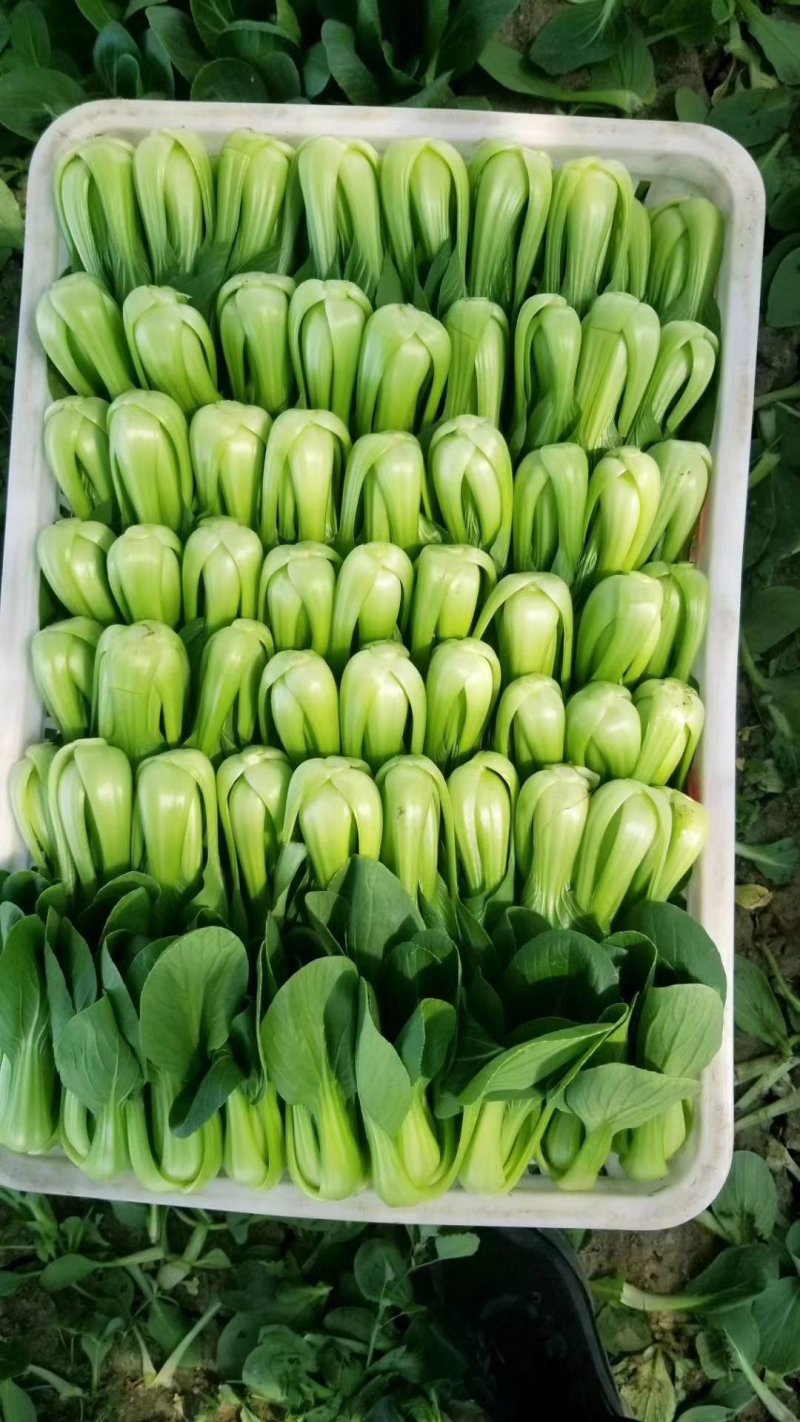 精品大课油菜