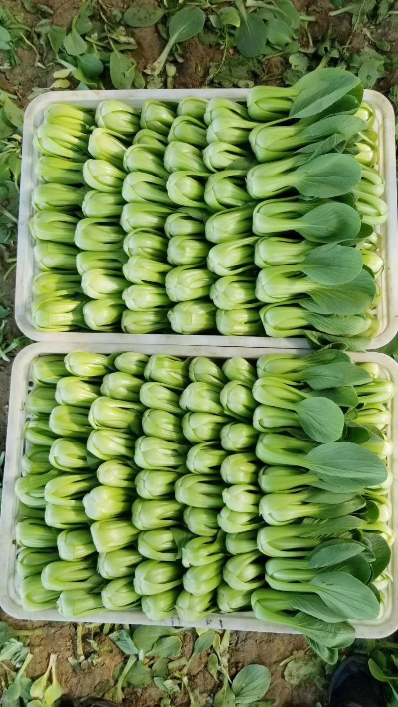 精品大课油菜