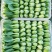 精品大课油菜