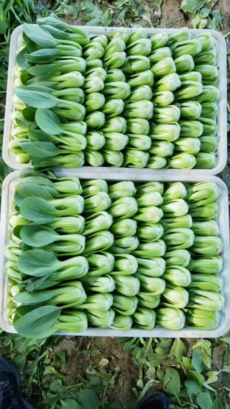 精品大课油菜