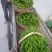 线椒400亩，还有15天大量上市