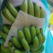 广西香蕉，档口货，基地货，普通货，靓货，任你选择合适的。