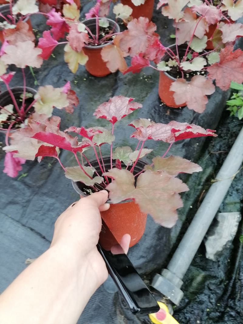 自家苗圃供应矾根青叶矾根批发红叶矾根紫叶矾