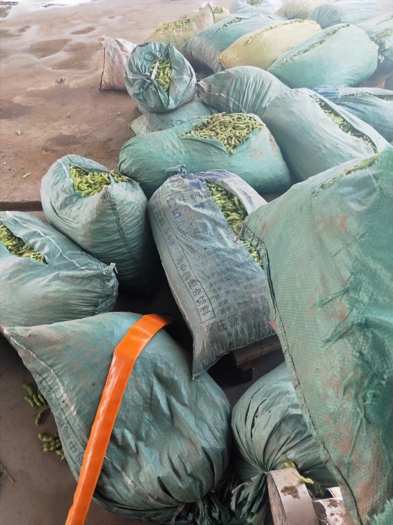 薛城区，精品毛豆大量上市中，基地直供，一手货源