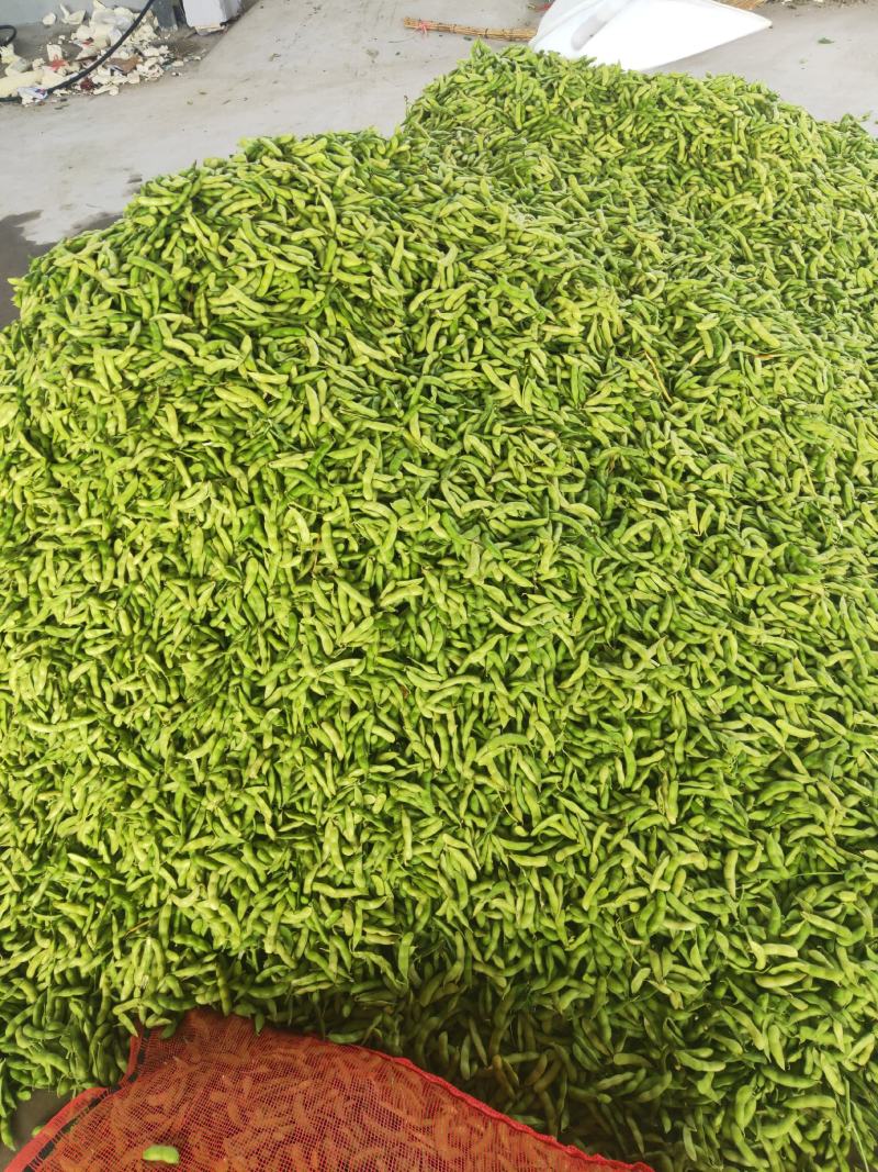 薛城区，精品毛豆大量上市中，基地直供，一手货源