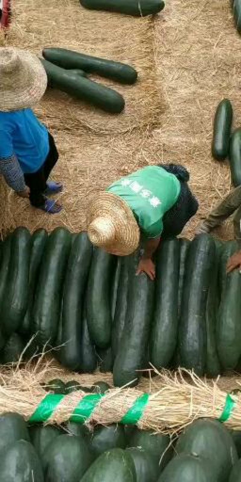 广西上林精品吊冬瓜上市中…………………………