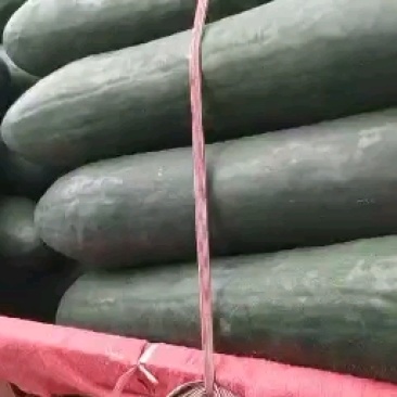 广西上林精品吊冬瓜上市中…………………………
