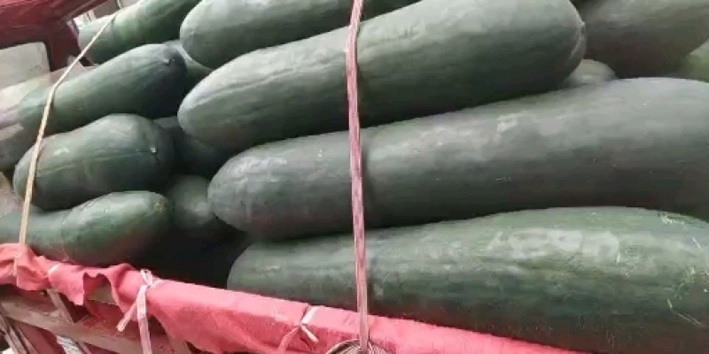 广西上林精品吊冬瓜上市中…………………………