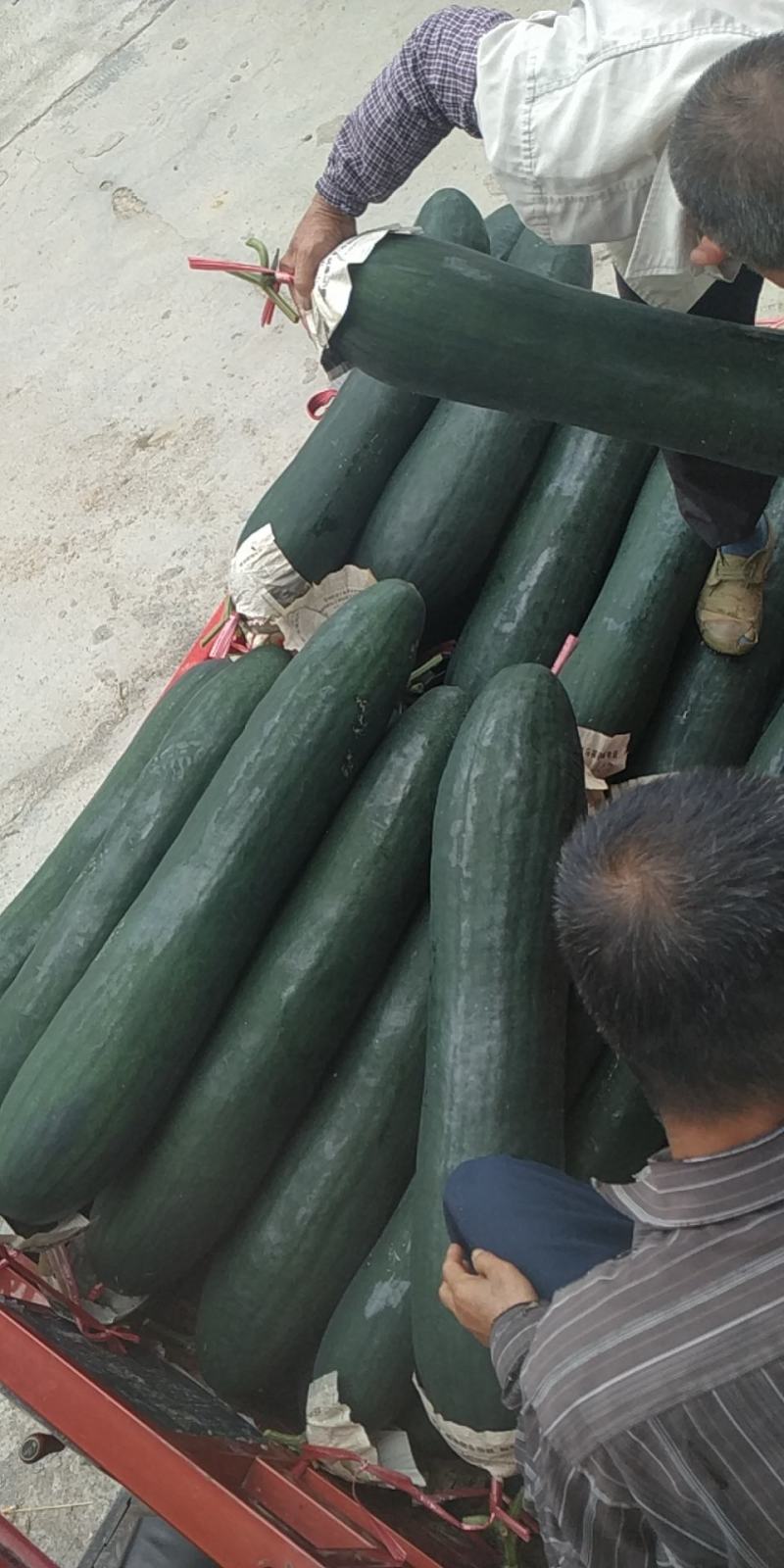 广西上林精品吊冬瓜上市中…………………………