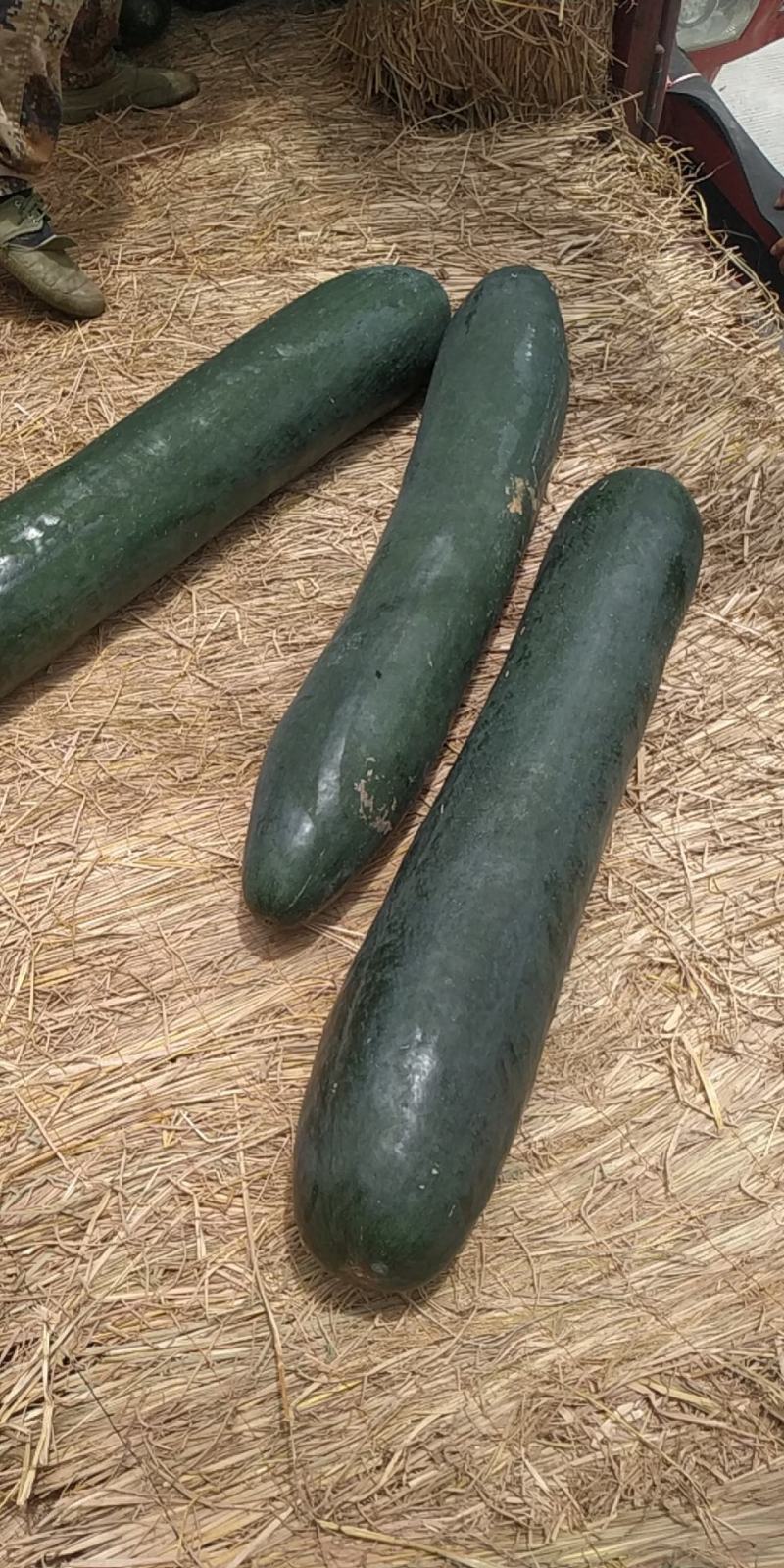 广西上林精品吊冬瓜上市中…………………………