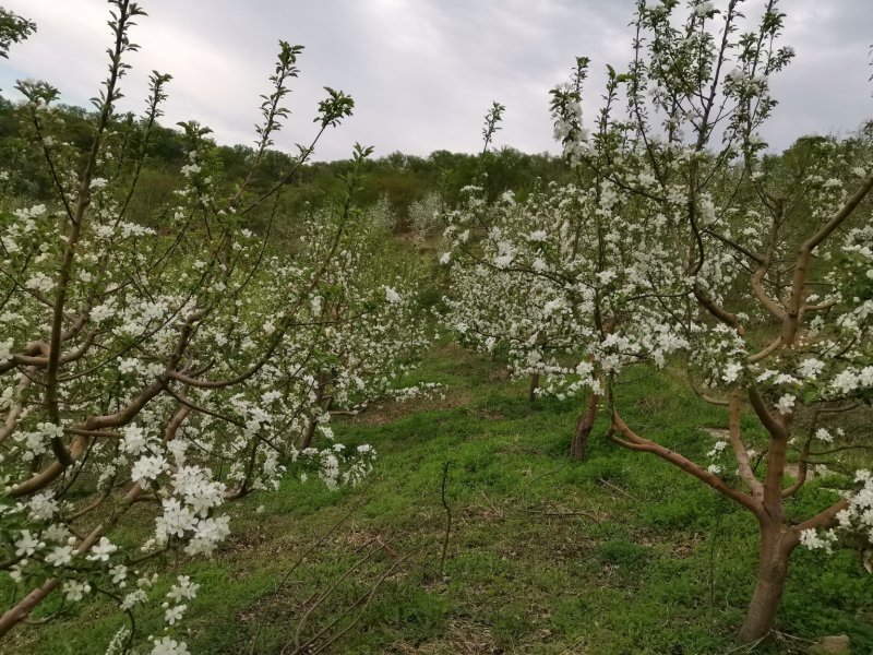 龙丰苹果质量好色泽鲜艳口感甜脆产地一手货源