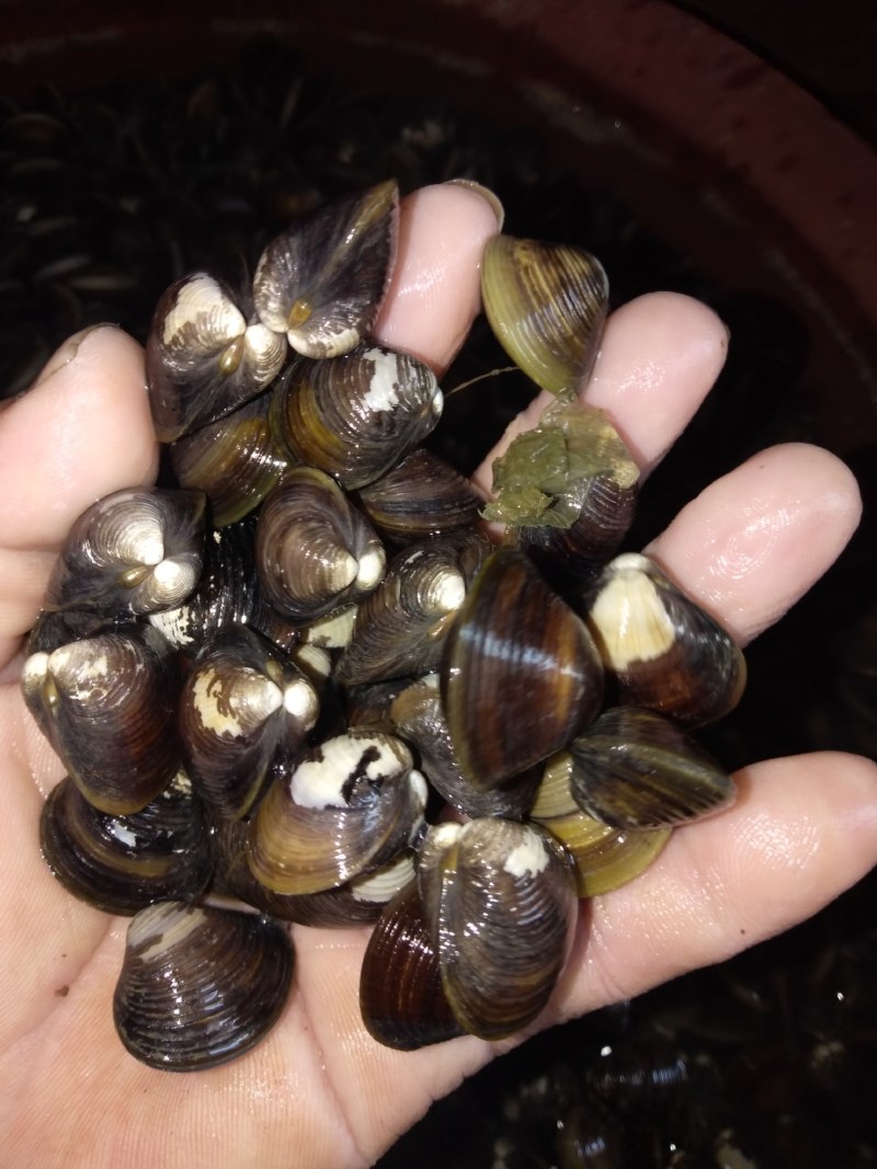 湿地公园新鲜河砚，贝壳！