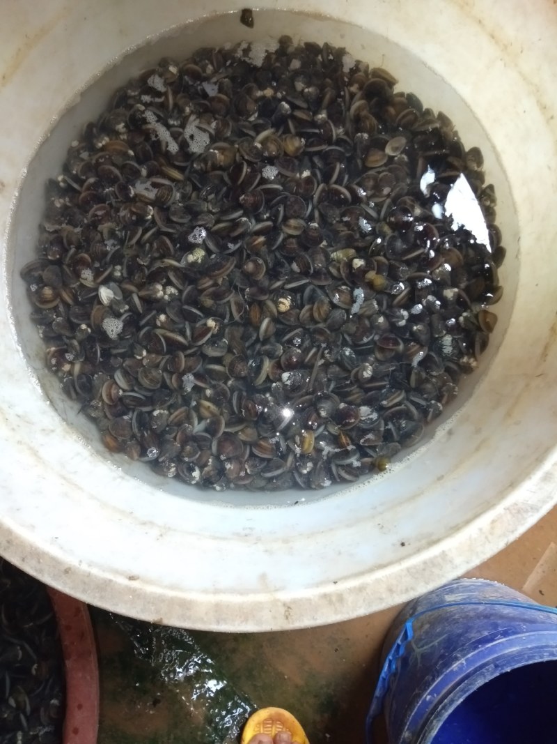 湿地公园新鲜河砚，贝壳！