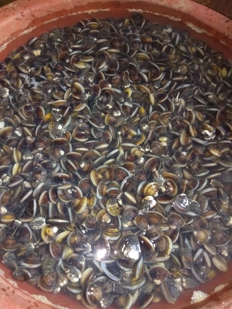湿地公园新鲜河砚，贝壳！