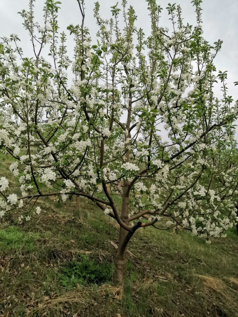 苹果梨辽北产地一手货源，