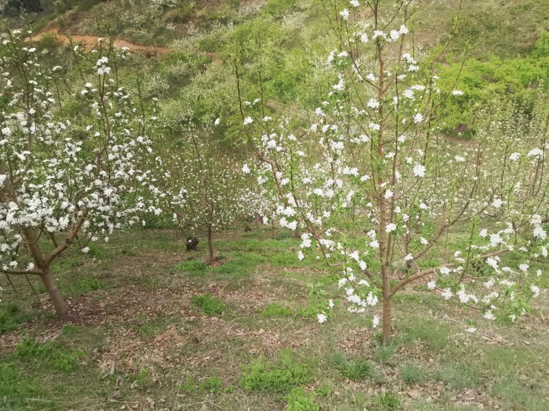 123红苹果色泽好，口感甜脆，辽北产地一手货源。