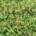 【基地发货】青叶绣线菊金山绣线菊金焰绣线菊球工程专用规格齐全