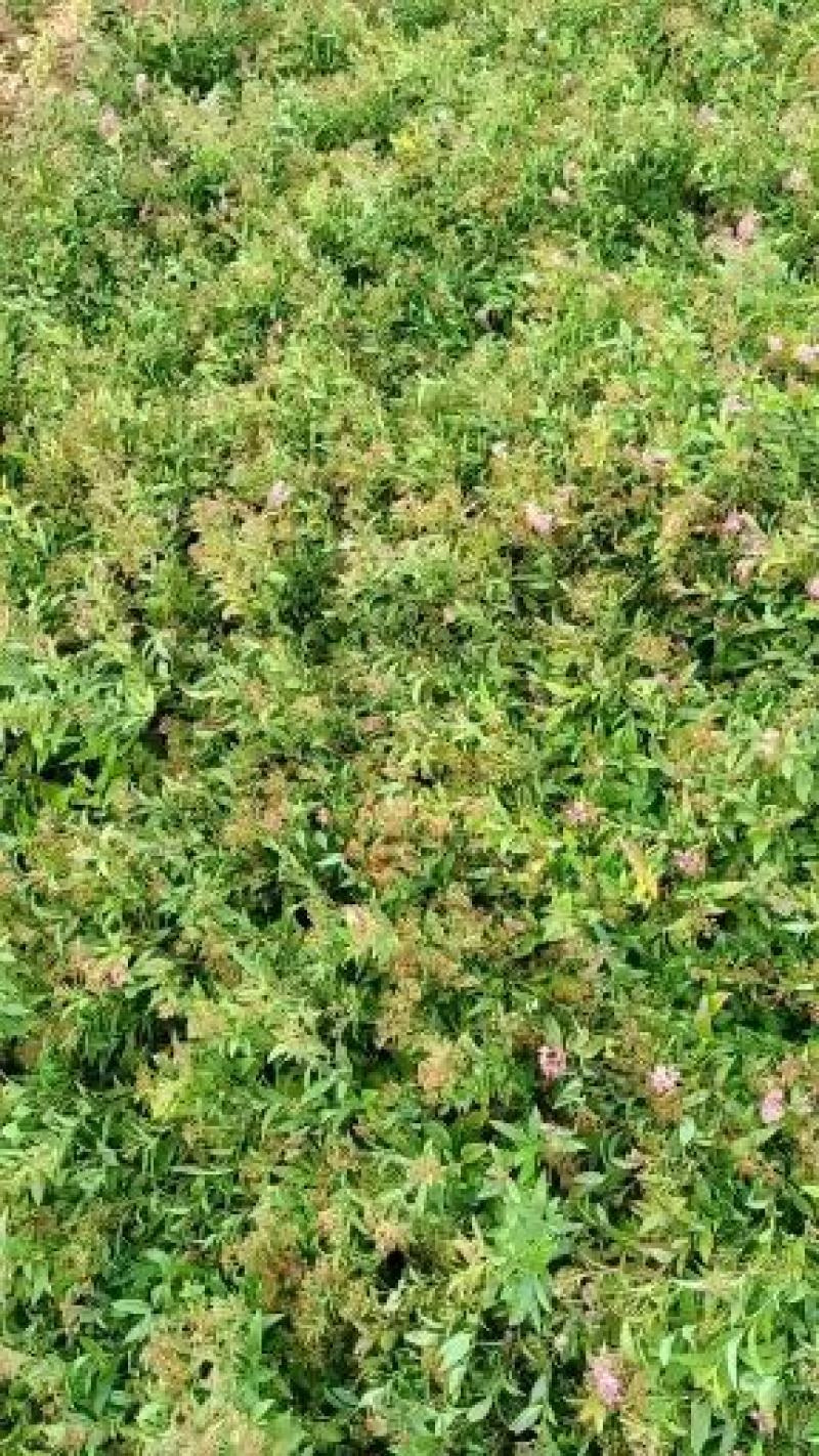 【基地发货】青叶绣线菊金山绣线菊金焰绣线菊球工程专用规格齐全