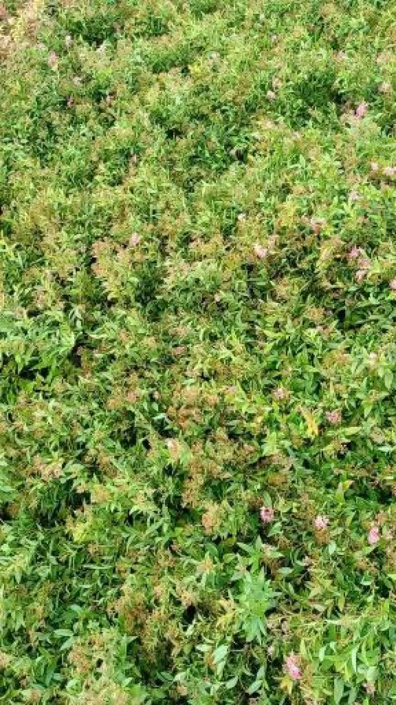 【基地发货】青叶绣线菊金山绣线菊金焰绣线菊球工程专用规格齐全