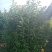 【基地发货】青叶绣线菊金山绣线菊金焰绣线菊球工程专用规格齐全