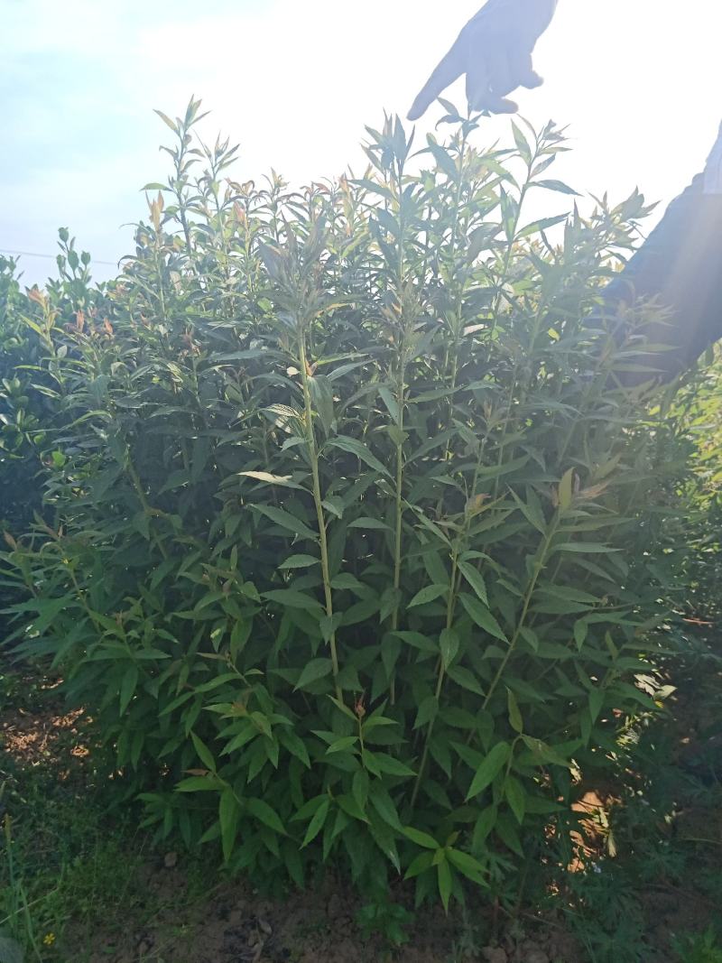 【基地发货】青叶绣线菊金山绣线菊金焰绣线菊球工程专用规格齐全