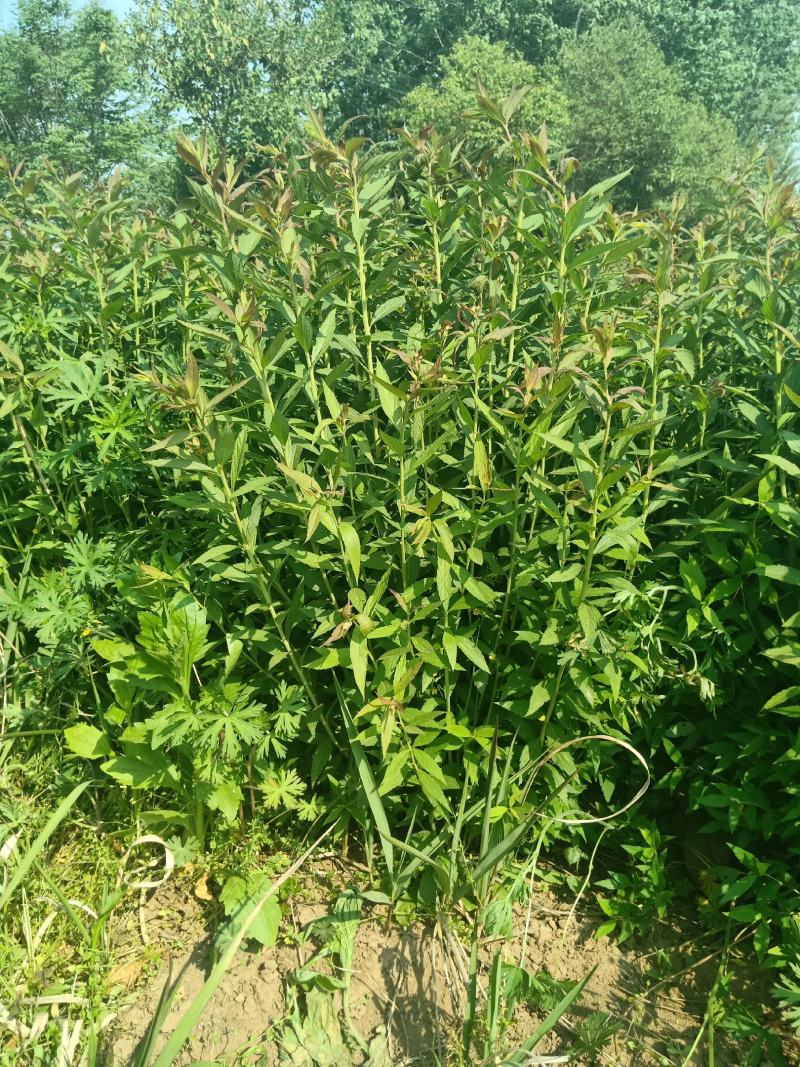 【基地发货】青叶绣线菊金山绣线菊金焰绣线菊球工程专用规格齐全