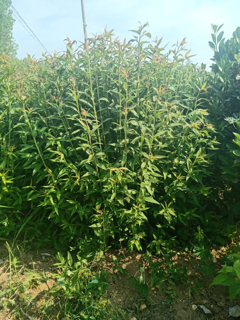 【基地发货】青叶绣线菊金山绣线菊金焰绣线菊球工程专用规格齐全